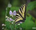 Восточная Тигр swallowtail, Бабочка, родом из восточной части Северной Америки